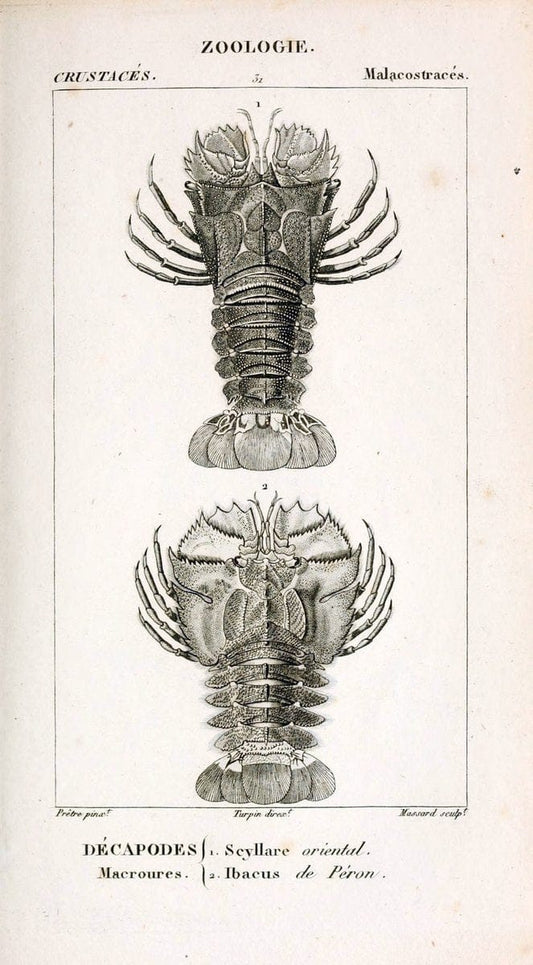 ConsidÃ©rations gÃ©nÃ©rales sur la classe des crustacÃ©s :.Paris :F.G. Levrault,1825.  | Crustacea France Zoology  | Vintage Print Reproduction 456145