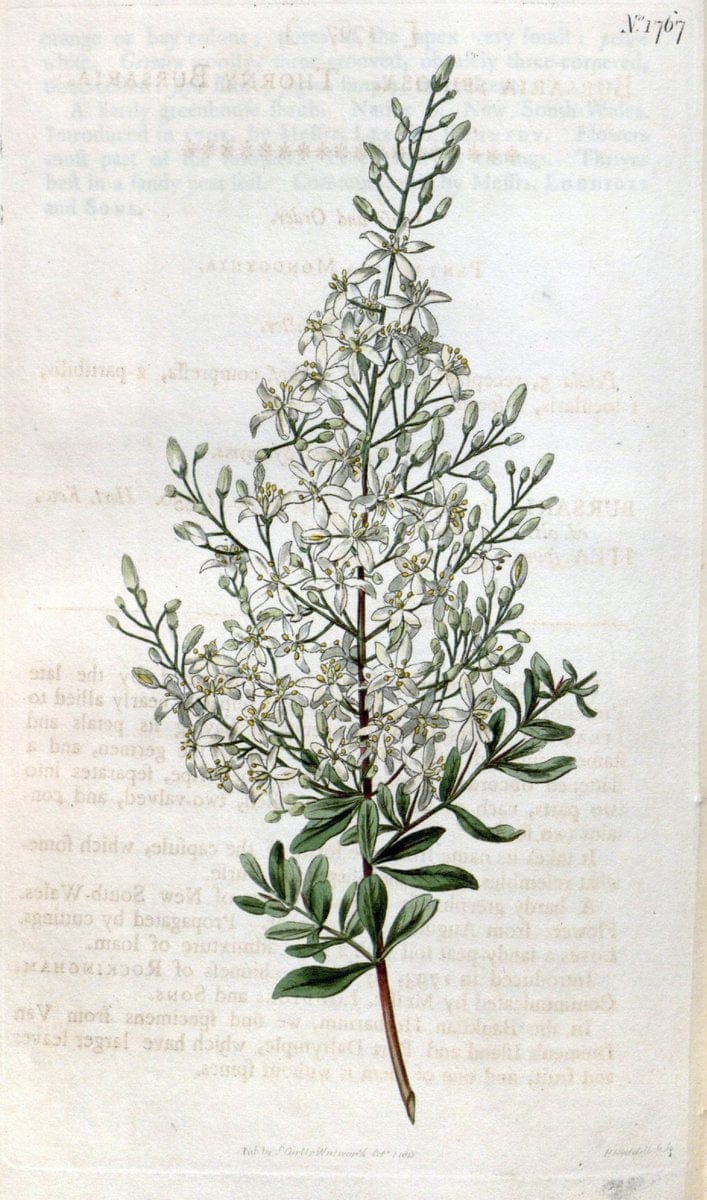 Curtis's botanical magazine. London ; New York [etc.] :Academic Press [etc.]. | "Botanical illustration" Botany Periodicals "Pictorial works" "Plants, Ornamental"  | Vintage Print Reproduction 456146