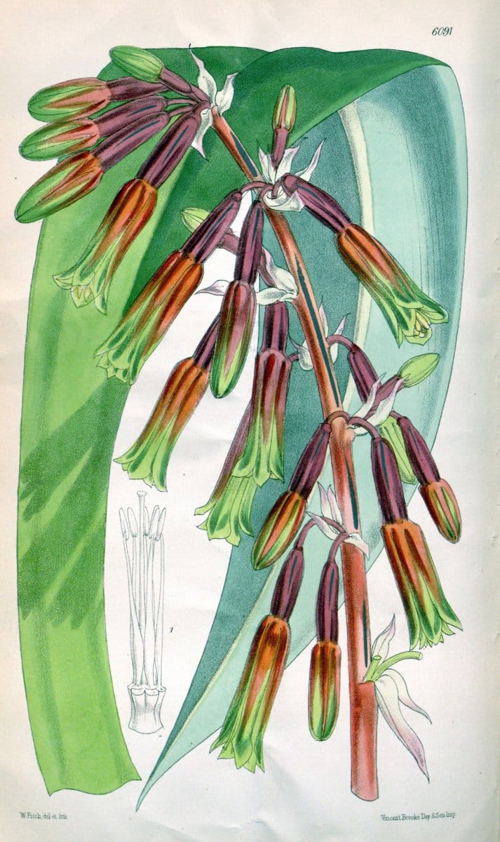 Curtis's botanical magazine. London ; New York [etc.] :Academic Press [etc.]. | "Botanical illustration" Botany Periodicals "Pictorial works" "Plants, Ornamental"  | Vintage Print Reproduction 456147