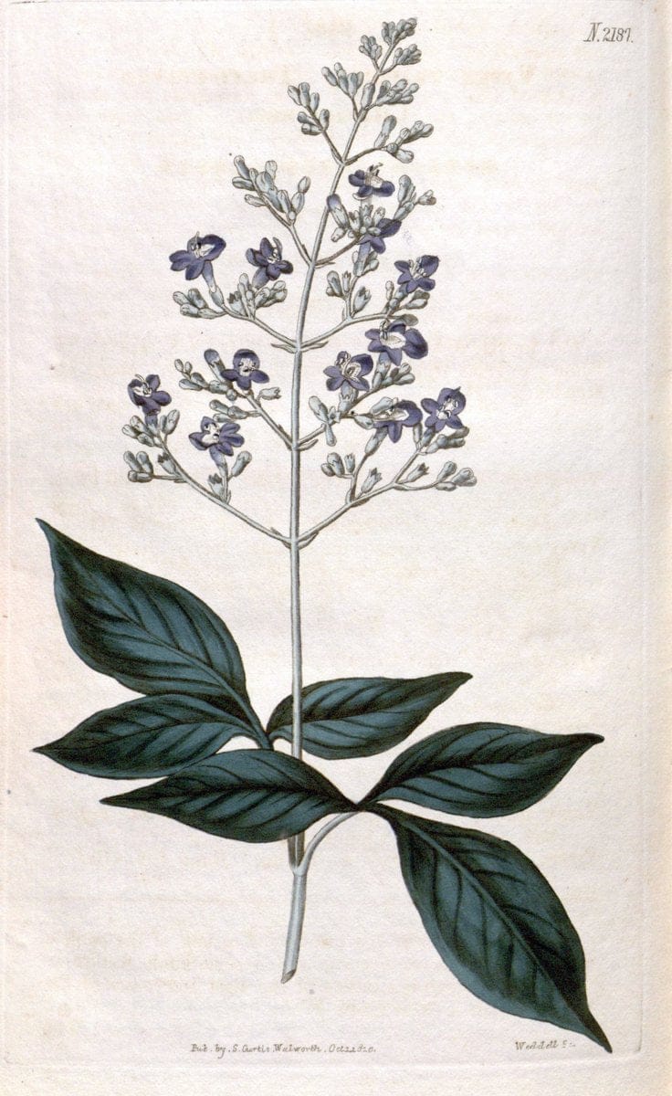 Curtis's botanical magazine. London ; New York [etc.] :Academic Press [etc.]. | "Botanical illustration" Botany Periodicals "Pictorial works" "Plants, Ornamental"  | Vintage Print Reproduction 456148