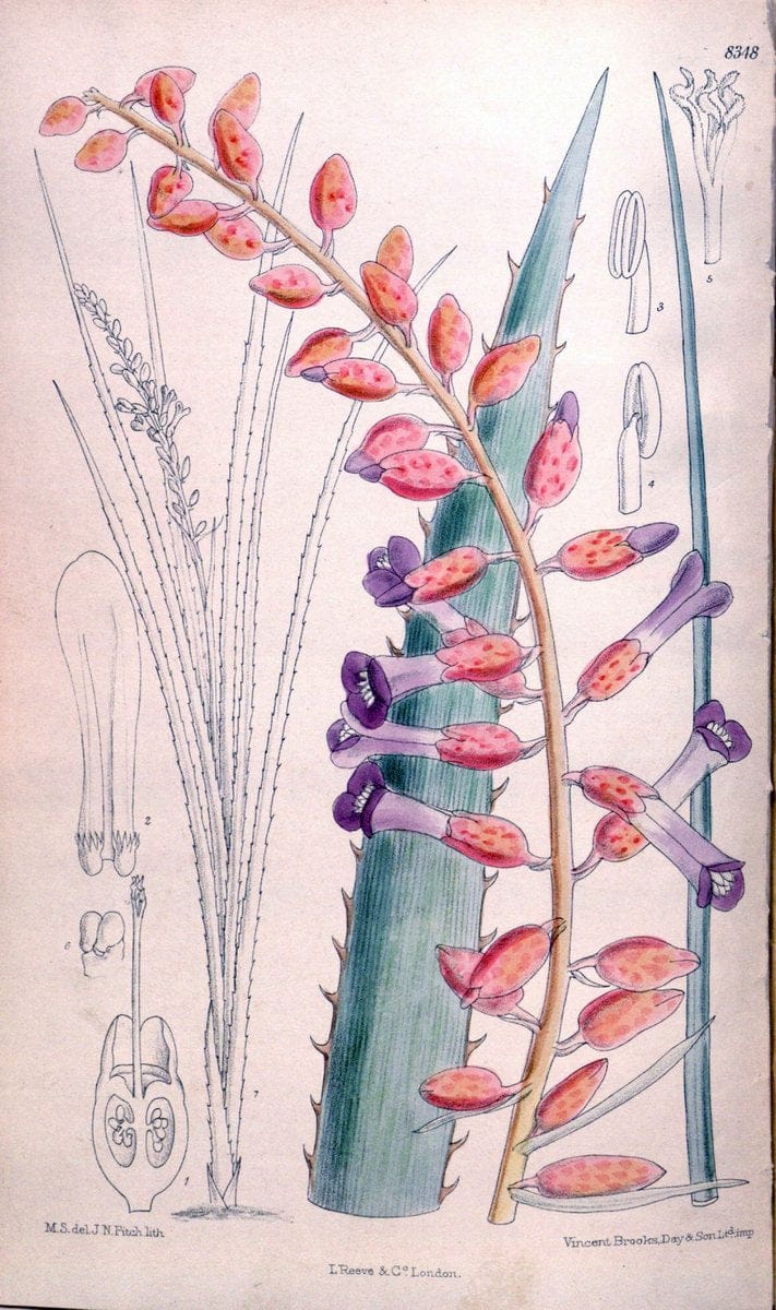 Curtis's botanical magazine. London ; New York [etc.] :Academic Press [etc.]. | "Botanical illustration" Botany Periodicals "Pictorial works" "Plants, Ornamental"  | Vintage Print Reproduction 456149