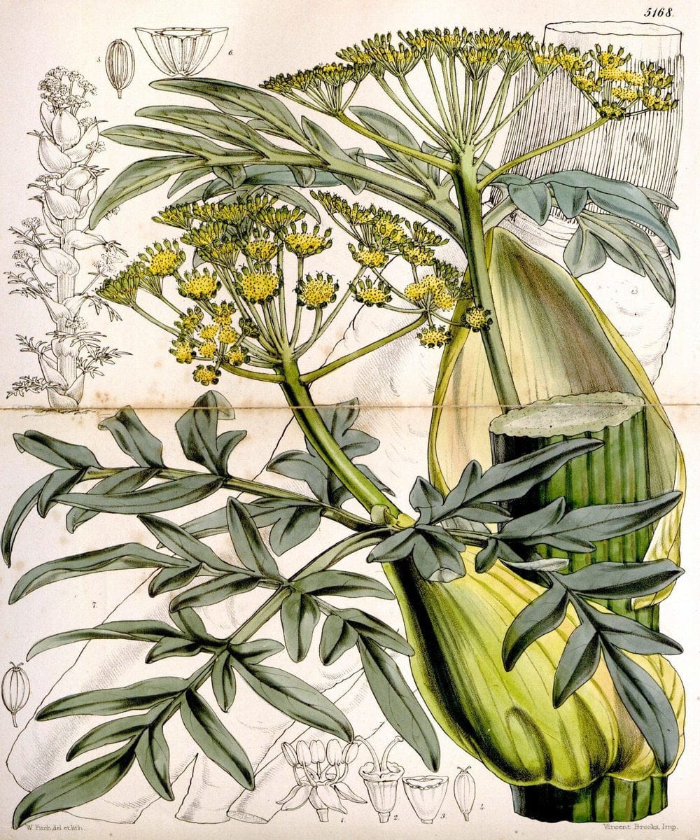 Curtis's botanical magazine. London ;New York [etc.] :Academic Press [etc.]. | Botany Periodicals "Pictorial works"  | Vintage Print Reproduction 456150