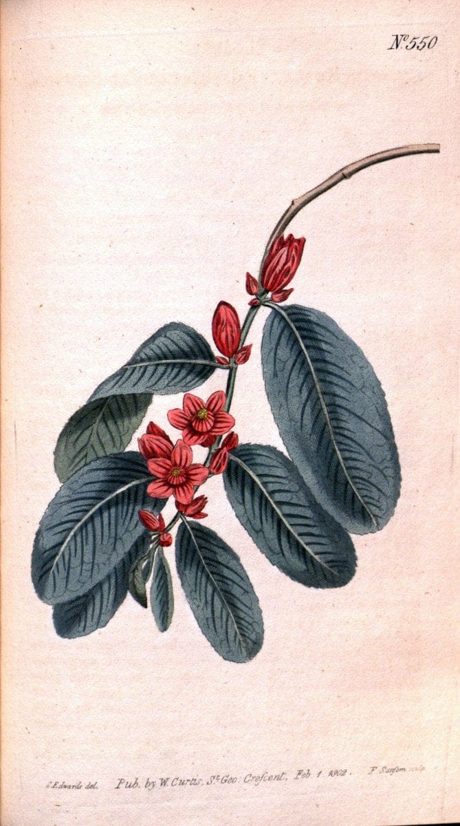 Curtis's botanical magazine. London ;New York [etc.] :Academic Press [etc.]. | Botany Periodicals "Pictorial works"  | Vintage Print Reproduction 456151