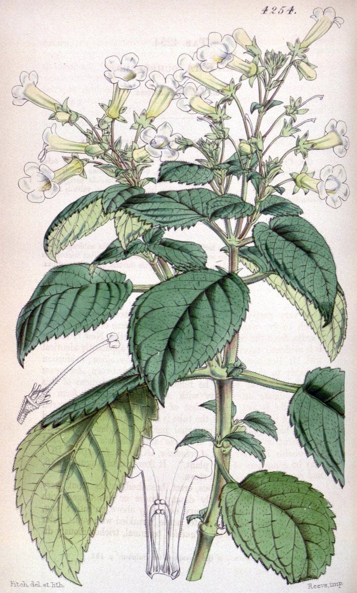 Curtis's botanical magazine. London ;New York [etc.] :Academic Press [etc.]. | Botany Periodicals "Pictorial works"  | Vintage Print Reproduction 456152