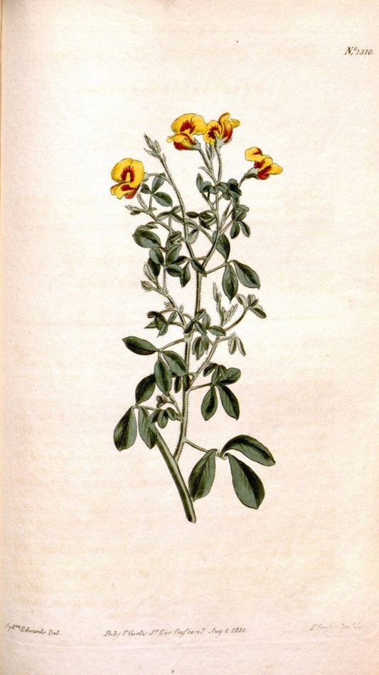Curtis's botanical magazine. London ; New York [etc.] :Academic Press [etc.]. | "Botanical illustration" Botany Periodicals "Pictorial works" "Plants, Ornamental"  | Vintage Print Reproduction 456153
