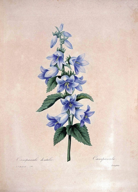 Choix des plus belles fleurs :.Paris:Ernest Panckoucke,[1833].. |  | Vintage Print Reproduction 456154