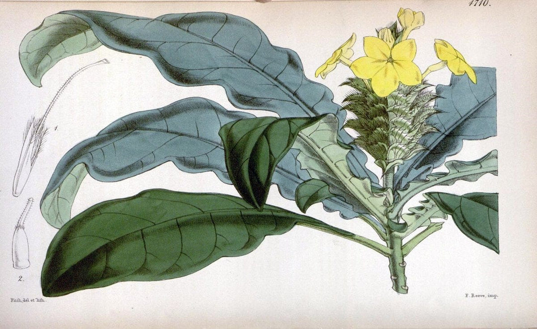 Curtis's botanical magazine. London ; New York [etc.] :Academic Press [etc.]. | "Botanical illustration" Botany Periodicals "Pictorial works" "Plants, Ornamental"  | Vintage Print Reproduction 456155