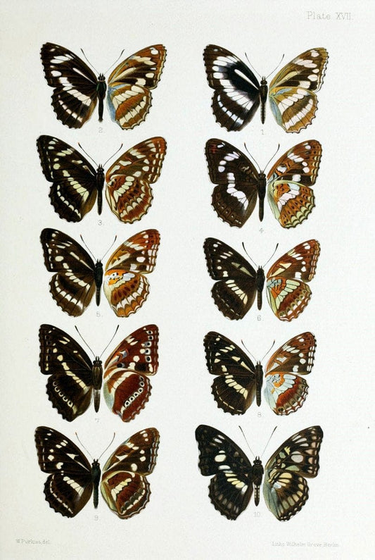 Butterflies from China, Japan, and Corea. London,R.H. Porter,1892-94.  | Butterflies China Japan Korea  | Vintage Print Reproduction 456156