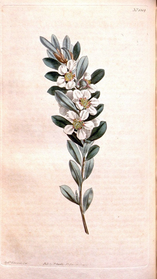 Curtis's botanical magazine. London ; New York [etc.] :Academic Press [etc.]. | "Botanical illustration" Botany Periodicals "Pictorial works" "Plants, Ornamental"  | Vintage Print Reproduction 456157