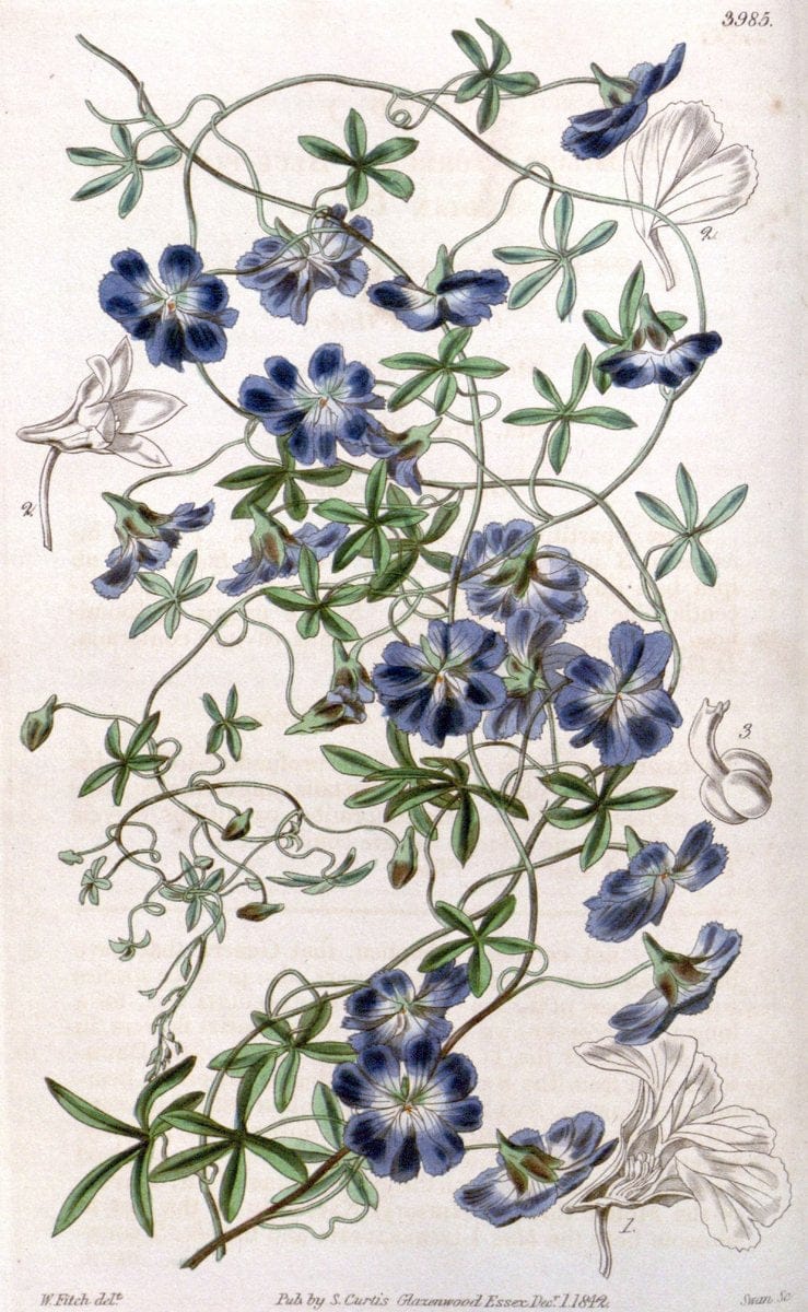 Curtis's botanical magazine. London ; New York [etc.] :Academic Press [etc.]. | "Botanical illustration" Botany Periodicals "Pictorial works" "Plants, Ornamental"  | Vintage Print Reproduction 456159