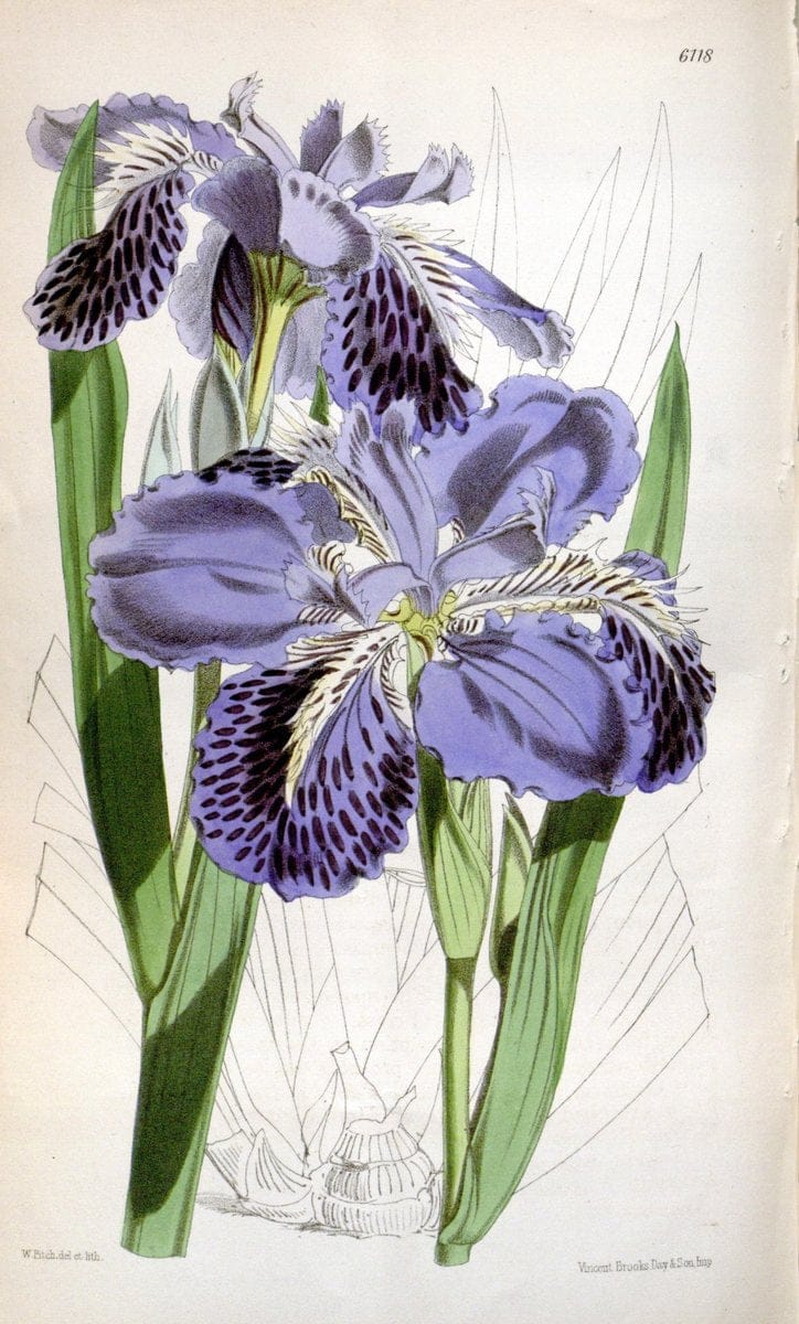 Curtis's botanical magazine. London ; New York [etc.] :Academic Press [etc.]. | "Botanical illustration" Botany Periodicals "Pictorial works" "Plants, Ornamental"  | Vintage Print Reproduction 456160