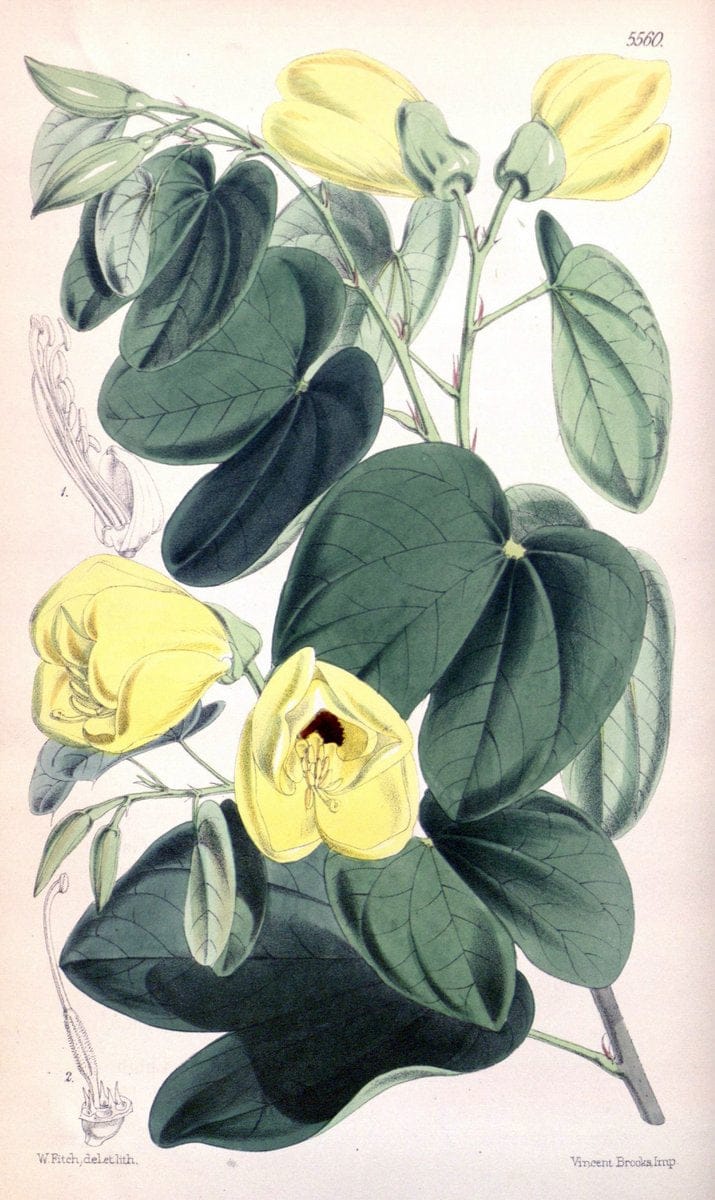 Curtis's botanical magazine. London ; New York [etc.] :Academic Press [etc.]. | "Botanical illustration" Botany Periodicals "Pictorial works" "Plants, Ornamental"  | Vintage Print Reproduction 456161