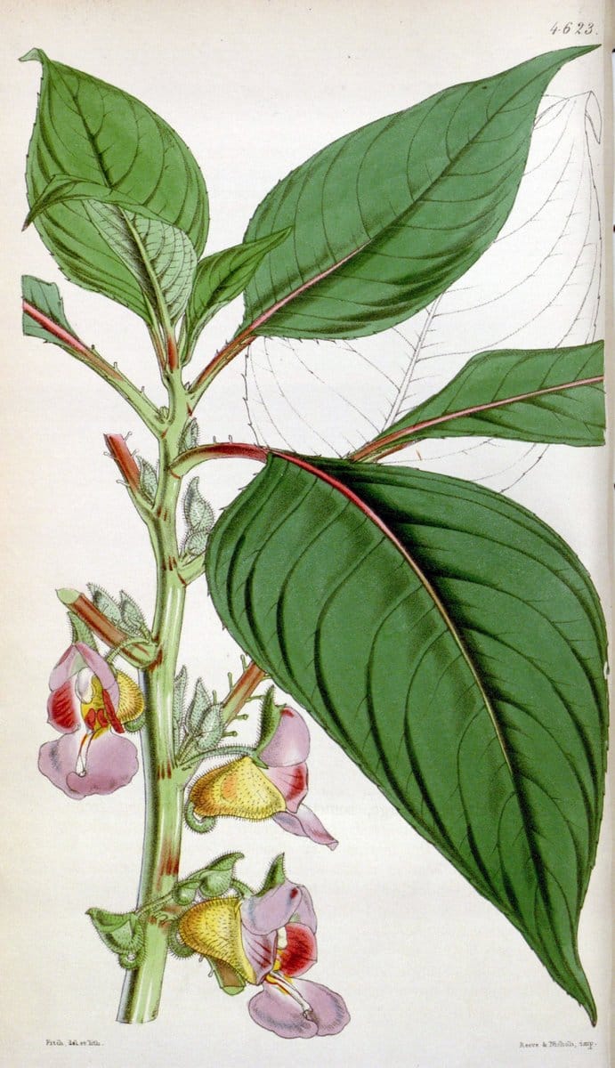 Curtis's botanical magazine. London ; New York [etc.] :Academic Press [etc.]. | "Botanical illustration" Botany Periodicals "Pictorial works" "Plants, Ornamental"  | Vintage Print Reproduction 456163