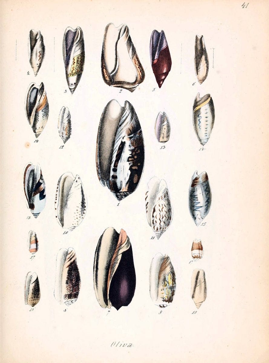 Conchylienbuch, oder, Allgemeine und besondere Naturgeschichte der Muscheln und Schnecke | Mollusks "Pictorial works"  | Vintage Print Reproduction 456164