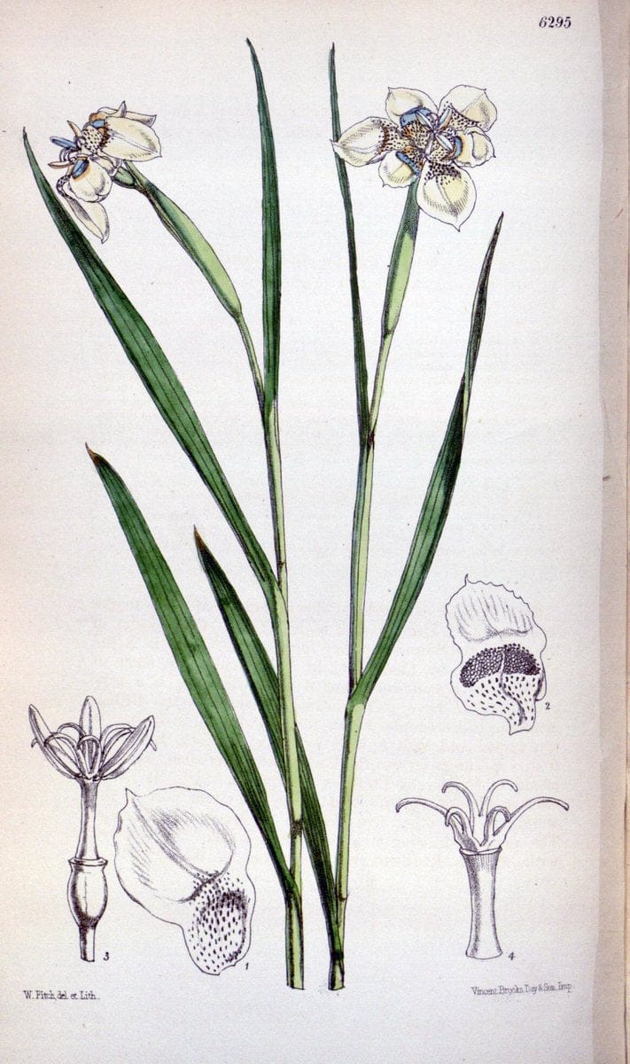 Curtis's botanical magazine. London ; New York [etc.] :Academic Press [etc.]. | "Botanical illustration" Botany Periodicals "Pictorial works" "Plants, Ornamental"  | Vintage Print Reproduction 456165