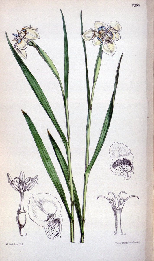 Curtis's botanical magazine. London ; New York [etc.] :Academic Press [etc.]. | "Botanical illustration" Botany Periodicals "Pictorial works" "Plants, Ornamental"  | Vintage Print Reproduction 456165