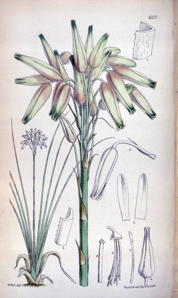 Curtis's botanical magazine. London ; New York [etc.] :Academic Press [etc.]. | "Botanical illustration" Botany Periodicals "Pictorial works" "Plants, Ornamental"  | Vintage Print Reproduction 456166