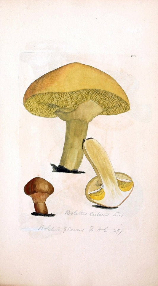 Coloured figures of English fungi or mushrooms. London,Printed by J. Davis,1797-[1809]. | England Mushrooms  | Vintage Print Reproduction 456167