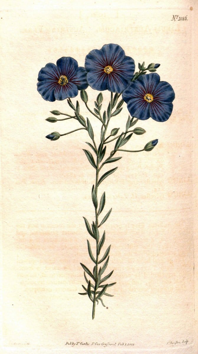 Curtis's botanical magazine. London ; New York [etc.] :Academic Press [etc.]. | "Botanical illustration" Botany Periodicals "Pictorial works" "Plants, Ornamental"  | Vintage Print Reproduction 456168