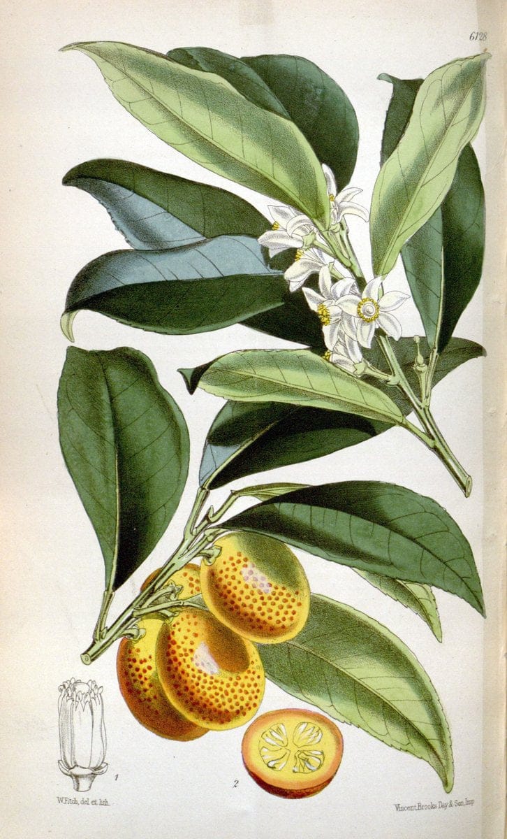 Curtis's botanical magazine. London ; New York [etc.] :Academic Press [etc.]. | "Botanical illustration" Botany Periodicals "Pictorial works" "Plants, Ornamental"  | Vintage Print Reproduction 456169