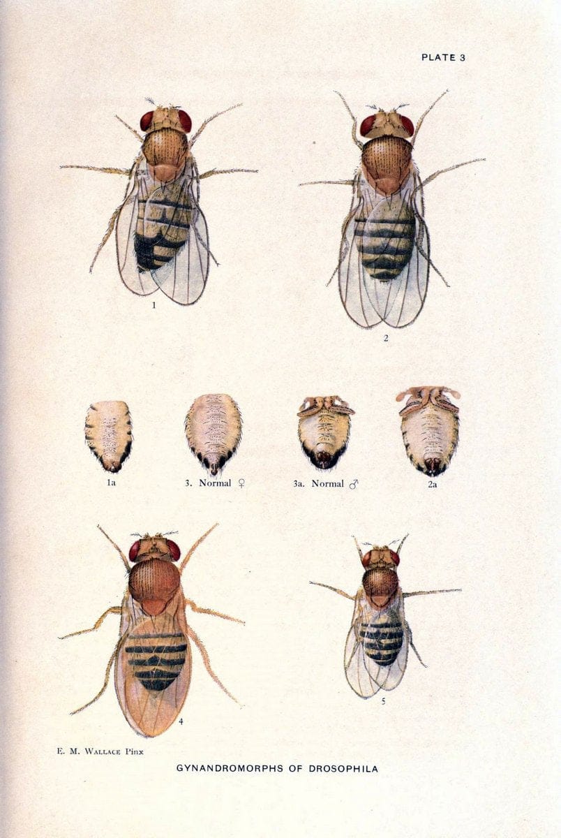 Contributions to the genetics of Drosophila melanogaster . .Washington,Carnegie Institution of Washington,1919.  | "Drosophila melanogaster" Heredity Karyokinesis  | Vintage Print Reproduction 456170
