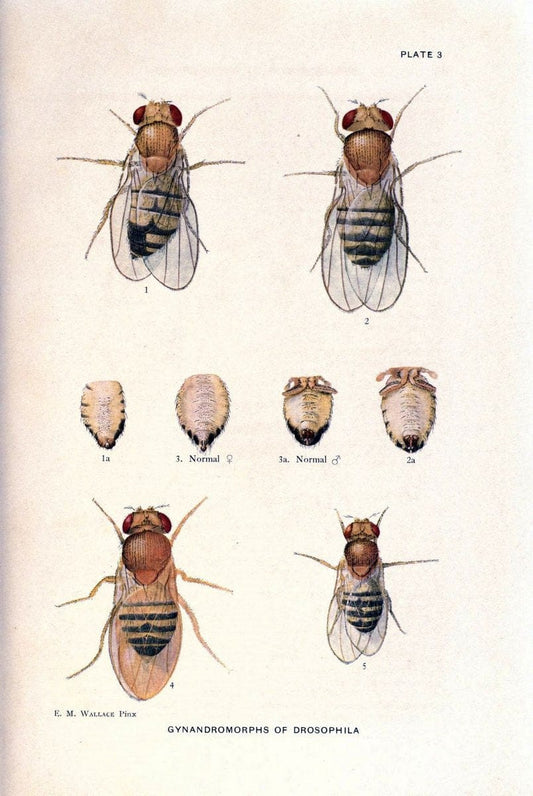 Contributions to the genetics of Drosophila melanogaster . .Washington,Carnegie Institution of Washington,1919.  | "Drosophila melanogaster" Heredity Karyokinesis  | Vintage Print Reproduction 456170