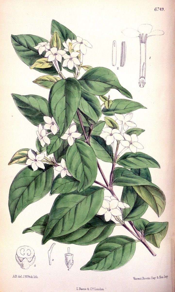 Curtis's botanical magazine. London ; New York [etc.] :Academic Press [etc.]. | "Botanical illustration" Botany Periodicals "Pictorial works" "Plants, Ornamental"  | Vintage Print Reproduction 456171