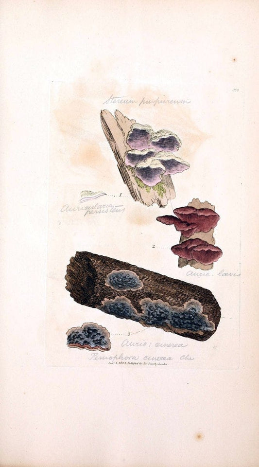Coloured figures of English fungi or mushrooms. London,Printed by J. Davis,1797-[1809]. | England Mushrooms  | Vintage Print Reproduction 456172