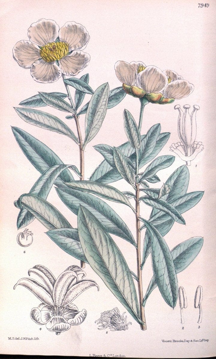 Curtis's botanical magazine. London ; New York [etc.] :Academic Press [etc.]. | "Botanical illustration" Botany Periodicals "Pictorial works" "Plants, Ornamental"  | Vintage Print Reproduction 456173