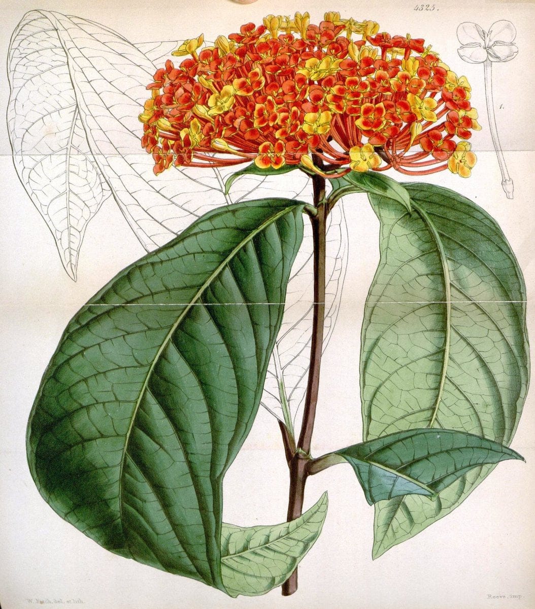 Curtis's botanical magazine. London ; New York [etc.] :Academic Press [etc.]. | "Botanical illustration" Botany Periodicals "Pictorial works" "Plants, Ornamental"  | Vintage Print Reproduction 456174