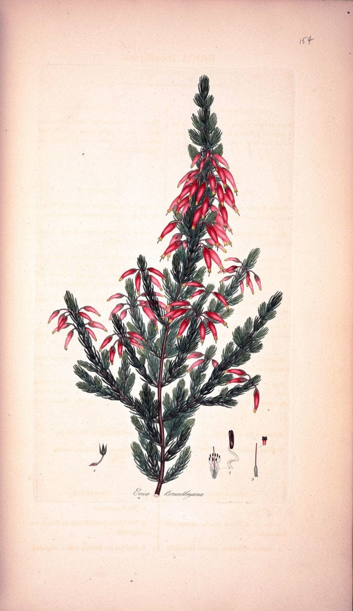 Coloured engravings of heaths :.London :Published by the Author. Printed by T. Bensley,1802-09 [1830]. |  | Vintage Print Reproduction 456175