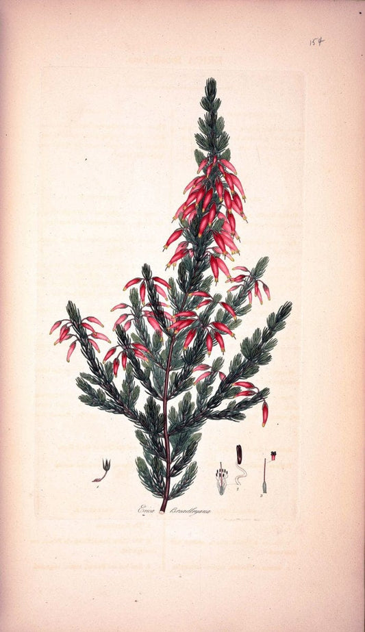Coloured engravings of heaths :.London :Published by the Author. Printed by T. Bensley,1802-09 [1830]. |  | Vintage Print Reproduction 456175