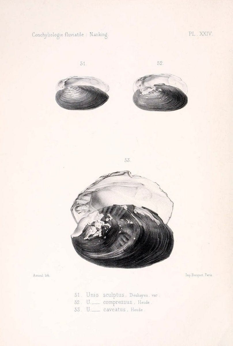 Conchyliologie fluviatile de la province de Nanking et de la Chine centrale /.Paris :Savy,[1875-1885]. | China Mollusks "Nanjing (Jiangsu Sheng)"  | Vintage Print Reproduction 456176