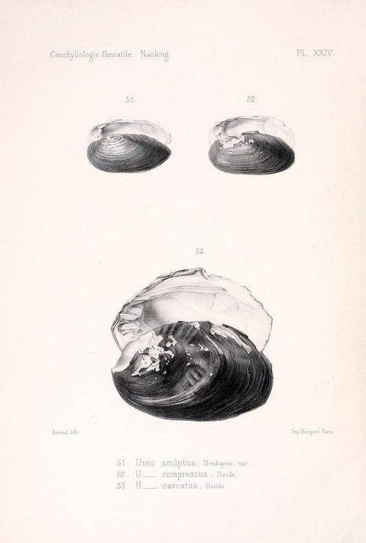 Conchyliologie fluviatile de la province de Nanking et de la Chine centrale /.Paris :Savy,[1875-1885]. | China Mollusks "Nanjing (Jiangsu Sheng)"  | Vintage Print Reproduction 456176