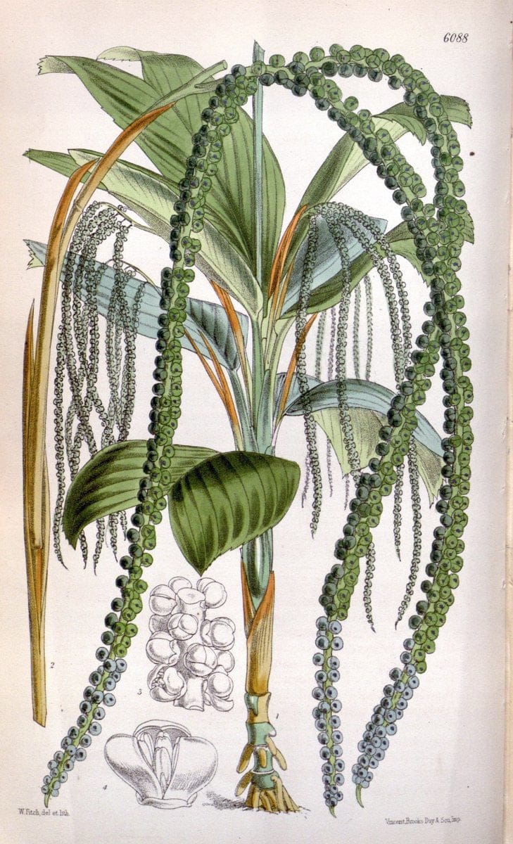 Curtis's botanical magazine. London ; New York [etc.] :Academic Press [etc.]. | "Botanical illustration" Botany Periodicals "Pictorial works" "Plants, Ornamental"  | Vintage Print Reproduction 456177