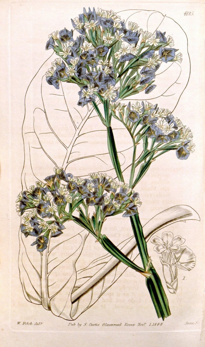 Curtis's botanical magazine. London ; New York [etc.] :Academic Press [etc.]. | "Botanical illustration" Botany Periodicals "Pictorial works" "Plants, Ornamental"  | Vintage Print Reproduction 456178