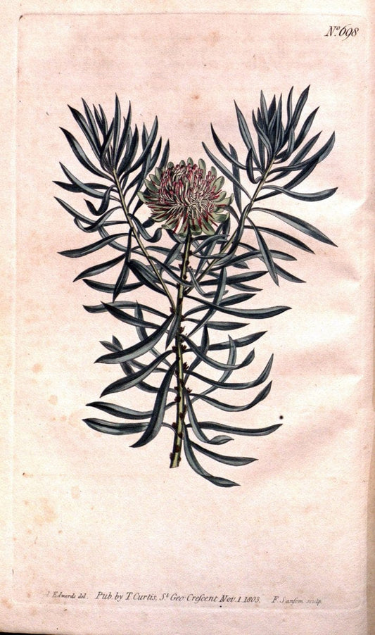 Curtis's botanical magazine..London ;New York [etc.] :Academic Press [etc.]. |  | Vintage Print Reproduction 456179