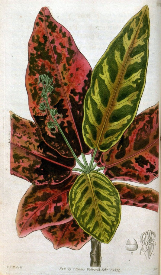 Curtis's botanical magazine..London ;New York [etc.] :Academic Press [etc.]. |  | Vintage Print Reproduction 456180