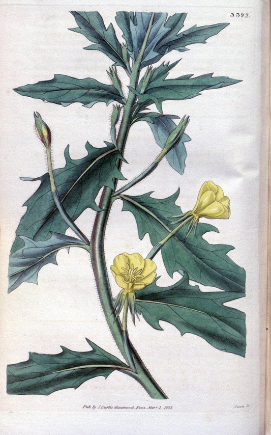 Curtis's botanical magazine. London ;New York [etc.] :Academic Press [etc.]. | Botany Periodicals "Pictorial works"  | Vintage Print Reproduction 456181