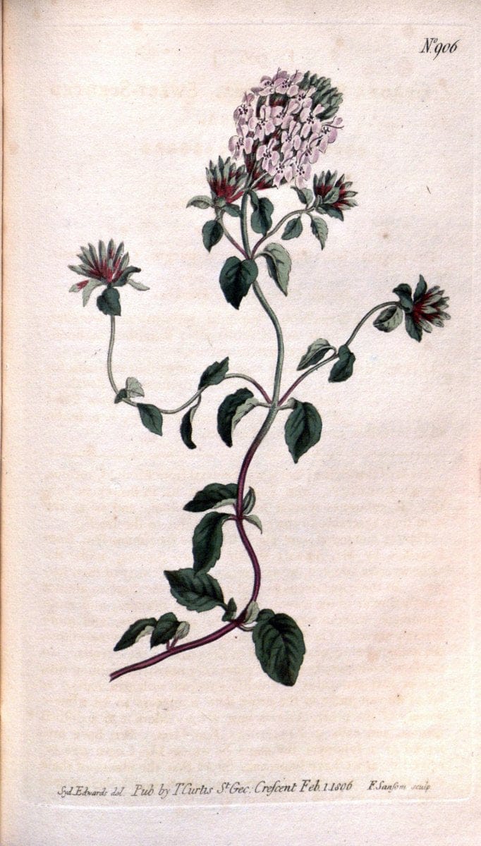 Curtis's botanical magazine. London ;New York [etc.] :Academic Press [etc.]. | Botany Periodicals "Pictorial works"  | Vintage Print Reproduction 456182