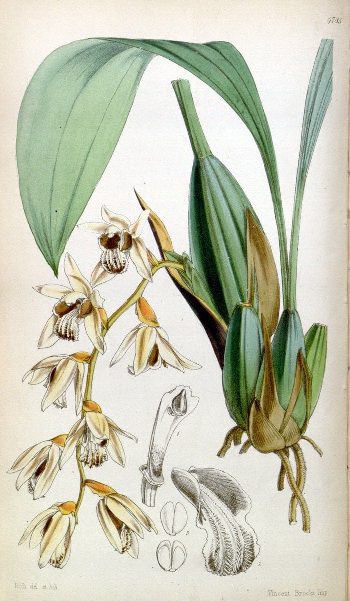 Curtis's botanical magazine. London ;New York [etc.] :Academic Press [etc.]. | Botany Periodicals "Pictorial works"  | Vintage Print Reproduction 456183