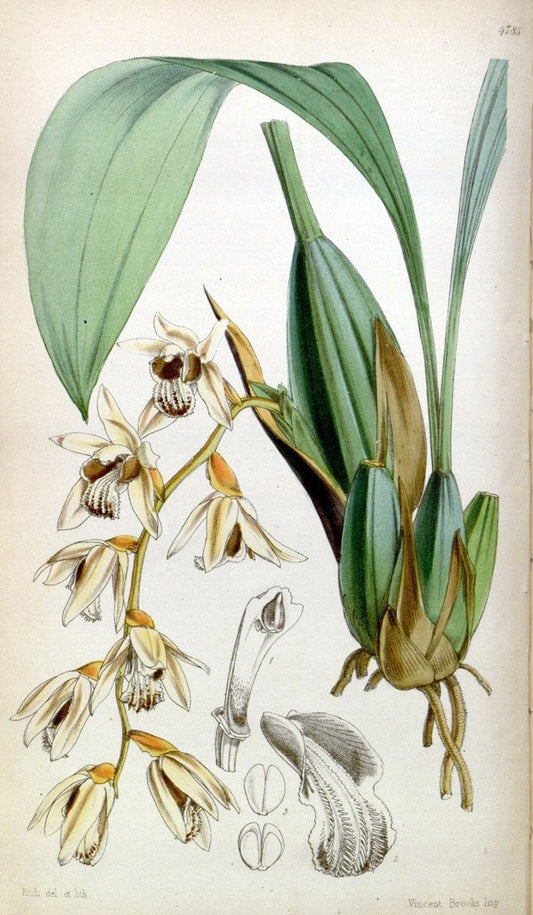 Curtis's botanical magazine. London ;New York [etc.] :Academic Press [etc.]. | Botany Periodicals "Pictorial works"  | Vintage Print Reproduction 456183