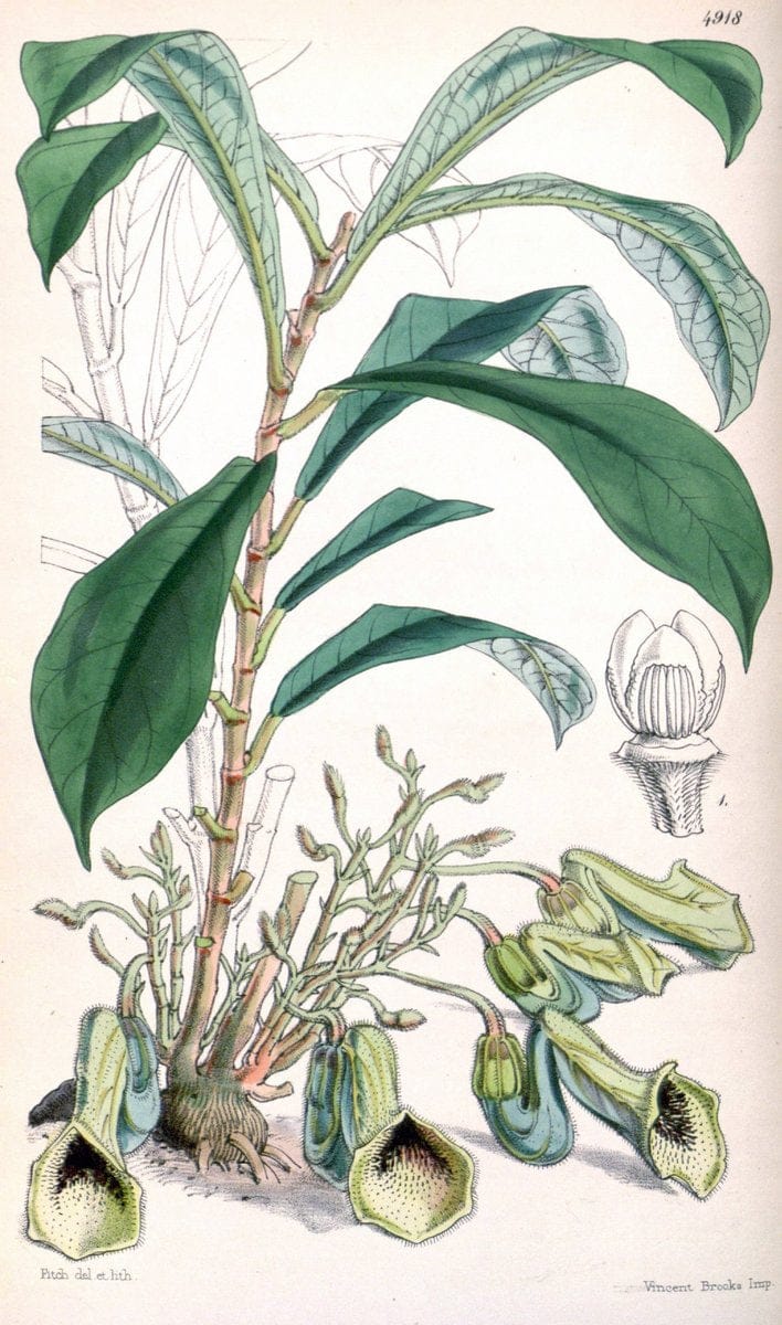 Curtis's botanical magazine. London ;New York [etc.] :Academic Press [etc.]. | Botany Periodicals "Pictorial works"  | Vintage Print Reproduction 456184