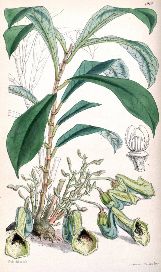 Curtis's botanical magazine. London ;New York [etc.] :Academic Press [etc.]. | Botany Periodicals "Pictorial works"  | Vintage Print Reproduction 456184