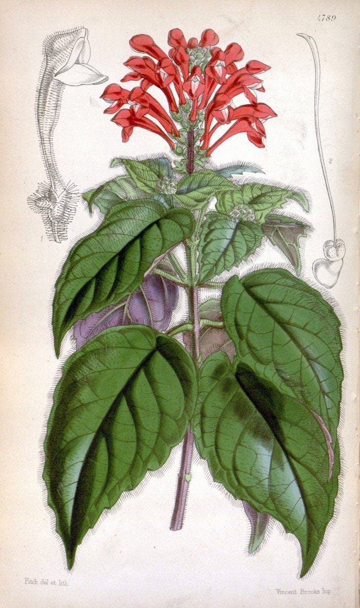 Curtis's botanical magazine. London ;New York [etc.] :Academic Press [etc.]. | Botany Periodicals "Pictorial works"  | Vintage Print Reproduction 456185