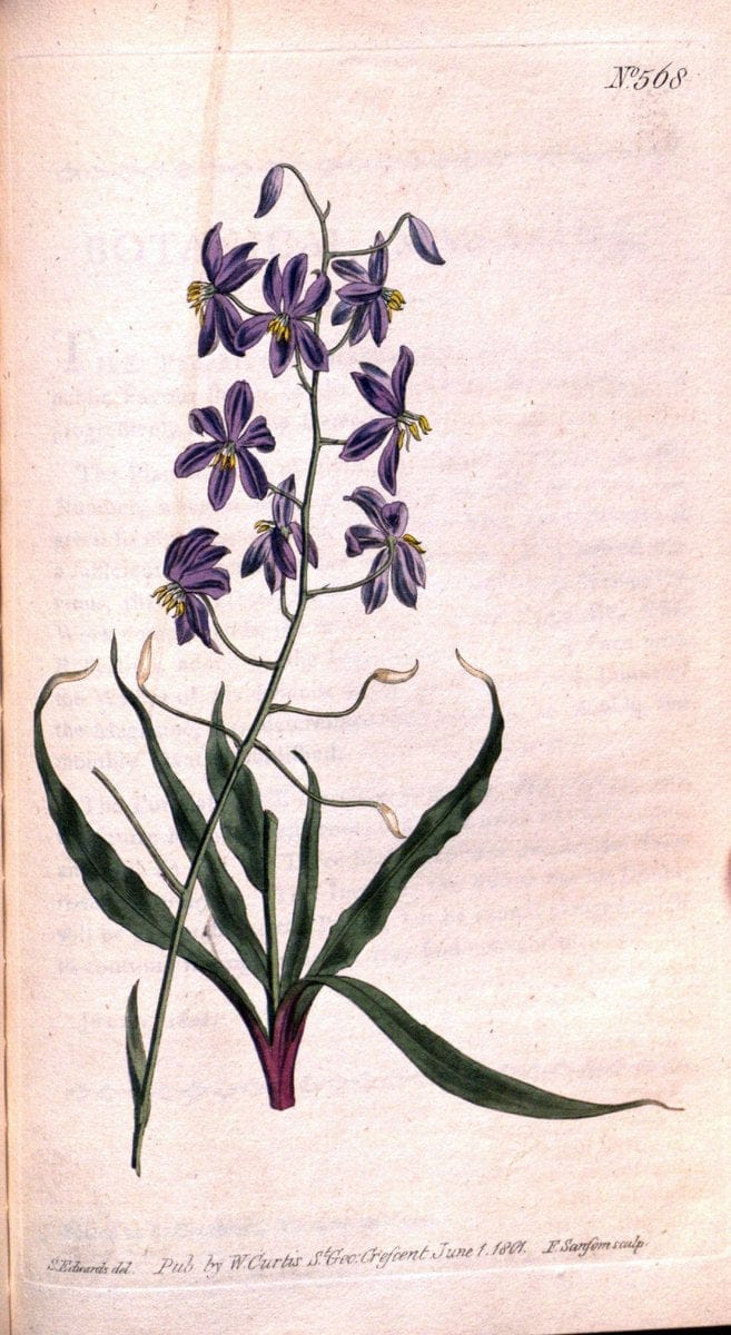 Curtis's botanical magazine. London ;New York [etc.] :Academic Press [etc.]. | Botany Periodicals "Pictorial works"  | Vintage Print Reproduction 456187