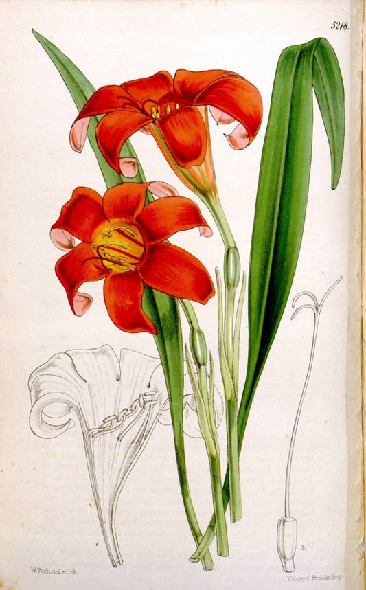 Curtis's botanical magazine. London ;New York [etc.] :Academic Press [etc.]. | Botany Periodicals "Pictorial works"  | Vintage Print Reproduction 456189