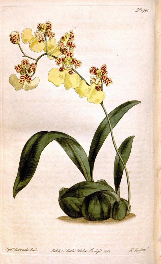 Curtis's botanical magazine. London ;New York [etc.] :Academic Press [etc.]. | Botany Periodicals "Pictorial works"  | Vintage Print Reproduction 456190