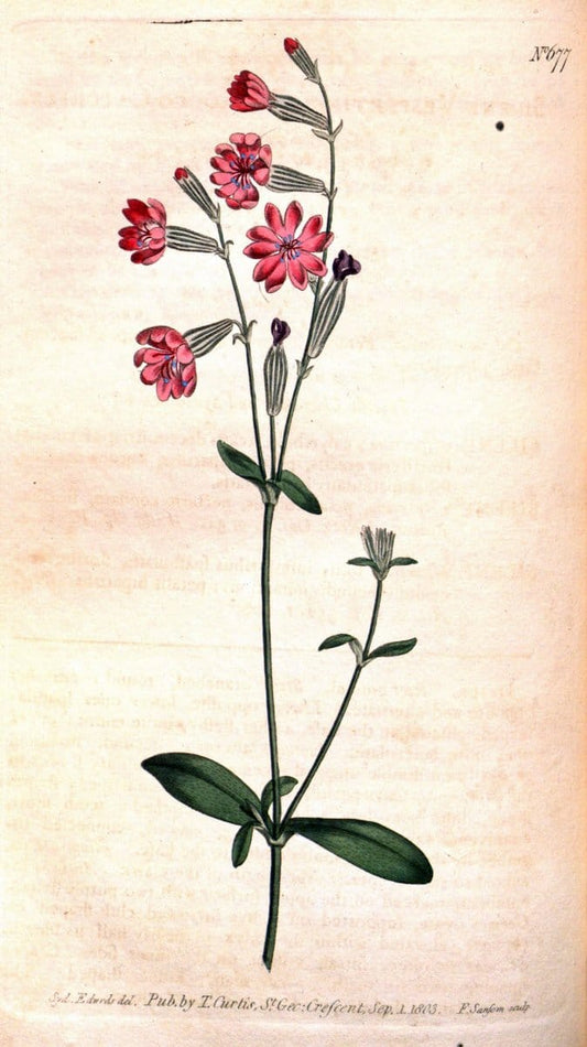 Curtis's botanical magazine. London ;New York [etc.] :Academic Press [etc.]. | Botany Periodicals "Pictorial works"  | Vintage Print Reproduction 456191