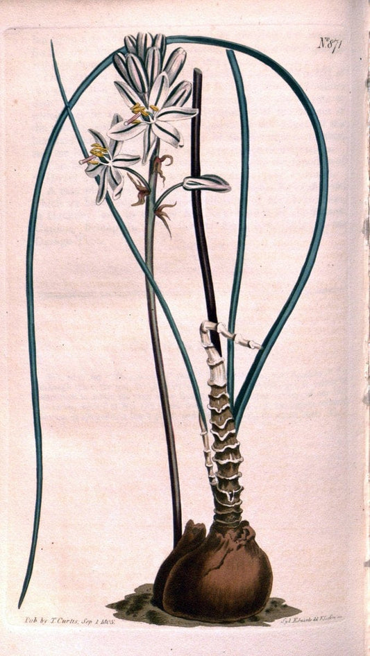Curtis's botanical magazine. London ;New York [etc.] :Academic Press [etc.]. | Botany Periodicals "Pictorial works"  | Vintage Print Reproduction 456193